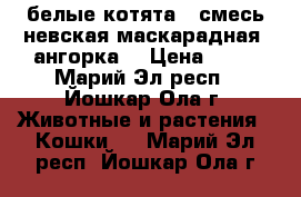 белые котята ( смесь невская маскарадная, ангорка) › Цена ­ 10 - Марий Эл респ., Йошкар-Ола г. Животные и растения » Кошки   . Марий Эл респ.,Йошкар-Ола г.